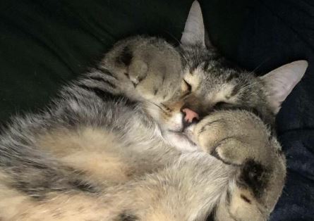 Chat couche sur le dos 1
