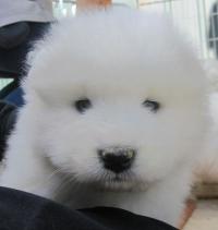 Chiot 1